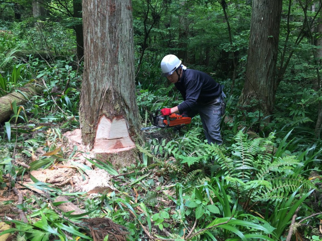 ワイズ　建築　自然素材　西川材　伐採