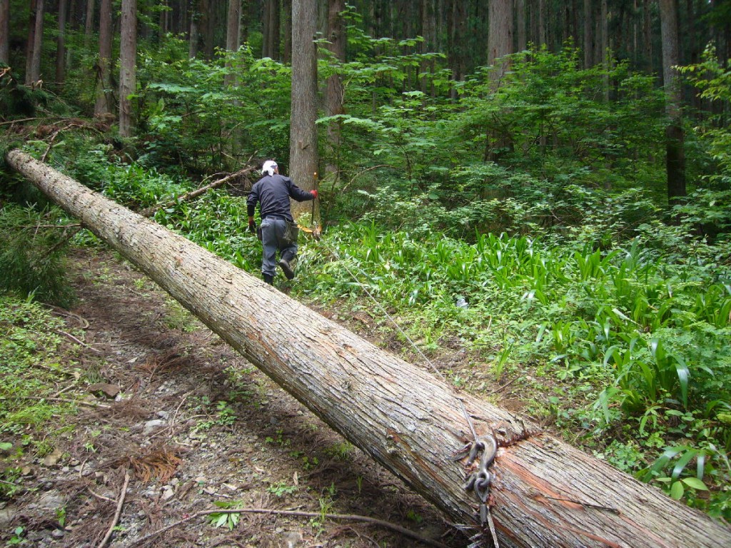 ワイズ　建築　西川材　伐採　自然素材