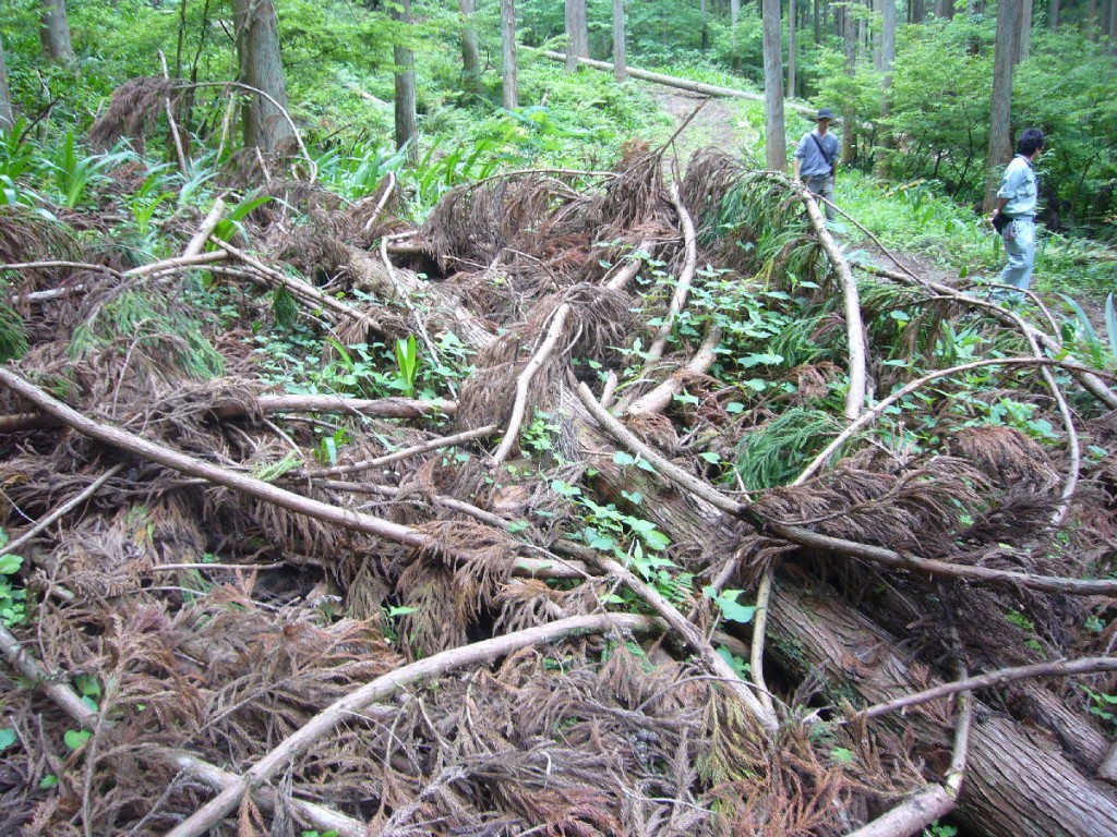 ワイズ　建築　自然素材　西川材　葉枯らし　天然乾燥